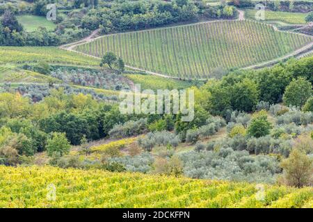 Weinberge und Olivenbäume, Radda in Chianti, Provinz Siena, Toskana, Italien Stockfoto