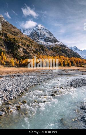 Goldene Lärchen, Bach und schneebedeckte Berge in (Val Roseg), Pontresina, Engadin, Graubünden, Schweiz Stockfoto