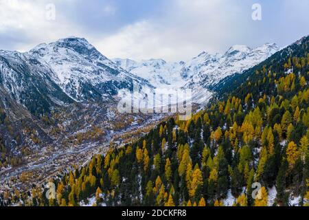 Herbst Lärchenwald im Tal des Morteratschgletschers, Berninagruppe mit Piz Bernina, Bernina, Engadin, Kanton Graubünden, Schweiz Stockfoto