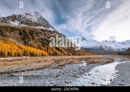 Goldene Lärchen, Bach und schneebedeckte Berge in (Val Roseg), Pontresina, Engadin, Graubünden, Schweiz Stockfoto