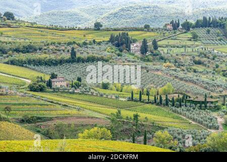 Landgut mit Weinbergen und Olivenbäumen, Radda in Chianti, Provinz Siena, Toskana, Italien Stockfoto