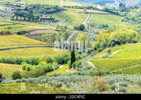 Weinberge und Olivenbäume, Radda in Chianti, Provinz Siena, Toskana, Italien Stockfoto