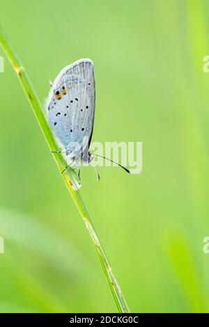 Gossamer Flügelfalter (Lycaenidae) auf einer Grasblatt Thurgau, Schweiz Stockfoto