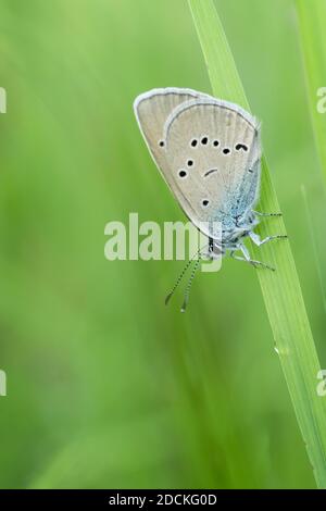 Gossamer Flügelfalter (Lycaenidae) auf einem Grashalm mit Tau, Thurgau, Schweiz Stockfoto