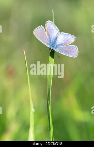 Gossamer Flügelfalter (Lycaenidae) mit ausgebreiteten Flügeln auf einem Grashalm mit Tau, Thurgau, Schweiz Stockfoto