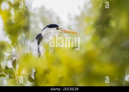 Graureiher (Ardea cinerea), Portrait, sitzend in einem Baum, Hessen, Deutschland Stockfoto