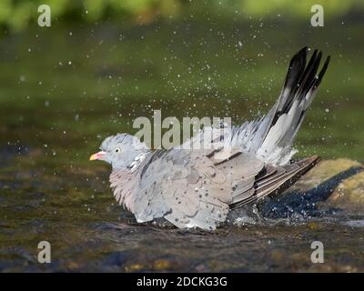 Waldtaube (Columba palumbus), Baden im Wasser, Hessen, Deutschland Stockfoto