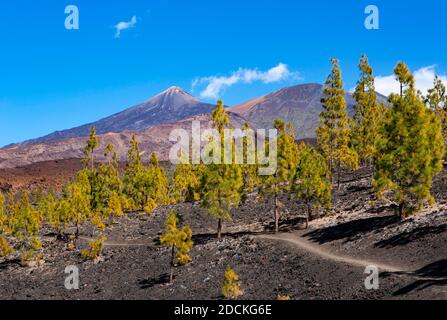 Kanarische Kiefern (Pinus canariensis) in vulkanischer Landschaft, hinter dem Pico del Teide und Pico Viejo, Teide Nationalpark, Teneriffa, Kanarische Inseln Stockfoto