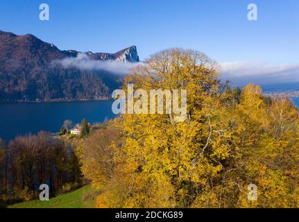 Blick vom Pichl Auhof auf Mondsee und Drachenwand, Lindenbaum, Drohnenfoto, Luftaufnahme, Mondseeland, Salzkammergut, Oberösterreich, Österreich Stockfoto