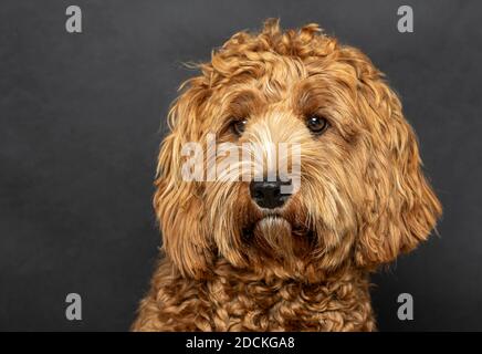 Original Australien Labradoodle in Medium, Stammbaum Hund, junger Hund, neun Monate, Hundeportrait, Studioaufnahme Stockfoto