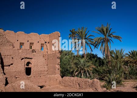 Ruinen, gerammte Erdmauern, Überreste einer Kasbah, Tonburg, Tighremt, Berberfestung in einem Palmenhain, Skoura, Dade-Tal, Südmarokko, Marokko Stockfoto