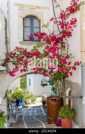 Malerische Gasse in lefkes Paros griechische Insel mit einer voll blühenden Bougainvillea !! Weiß getünchte traditionelle Häuser mit blauer Tür und Blumen alle ov Stockfoto