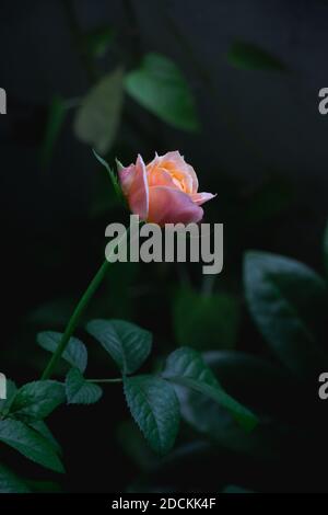 Hellorange Rose Vuvuzela Blume in voller Blüte auf grünem Blatt Hintergrund Natur. Stockfoto