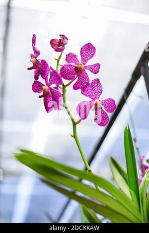 Closed up Schuss schöne lila Orchidee im Garten. Stockfoto