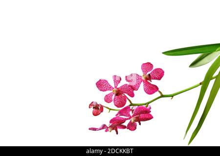 Schöne Reihe von rosa Orchidee isoliert auf weißem Hintergrund. Stockfoto