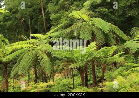 Wald in Caldeira Velha, Nordhang des Fogo Vulkans, Sao Miguel Insel, Azoren, Portugal Stockfoto