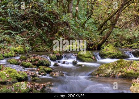 Ein kleiner Bach durch dichten und dichten Wald mit Moosbedeckte Felsen Stockfoto