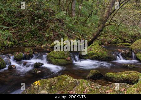 Ein kleiner Bach durch dichten und dichten Wald mit Moosbedeckte Felsen Stockfoto