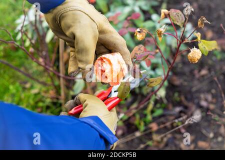 Einen Rosenstrauch im Spätherbst trimmen Stockfoto