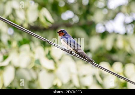 Farbige Schwalbe (Hirundo rustica) Vogel, Nahaufnahme. Stockfoto