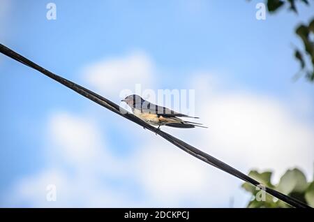 Farbige Schwalbe (Hirundo rustica) Vogel, Nahaufnahme. Stockfoto