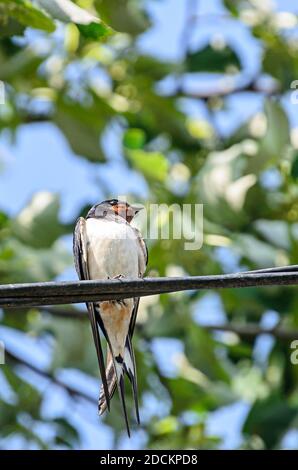 Farbige Schwalbe (Hirundo rustica) Vogel, Nahaufnahme. Stockfoto