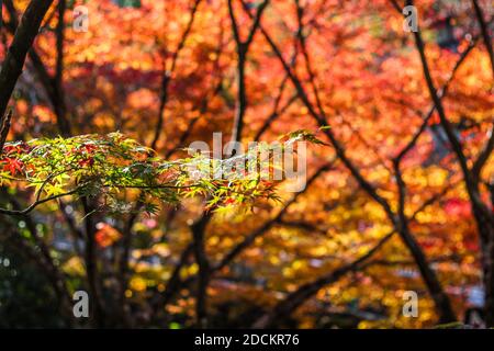 Mehrfarbige Ahornblätter in Japan während der Herbst-Koyo-Saison Stockfoto