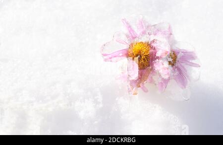 Selektive Fokussierung von gefrorenen rosa Asterblüten, die mit Eis auf dem Schnee bedeckt sind. Hintergrund mit Kopierbereich Stockfoto