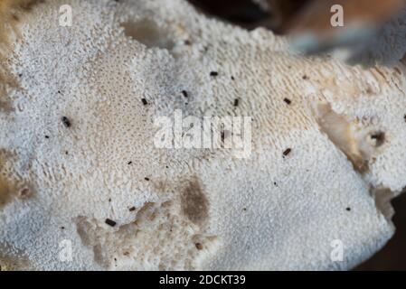 Poren eines großen Polyporepilzes (Meripilus giganteus) Stockfoto