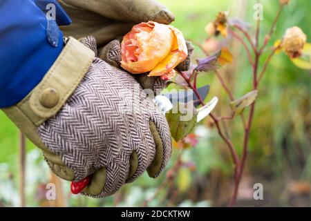 Einen Rosenstrauch im Spätherbst trimmen Stockfoto