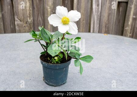 Blühende Weihnachtsrose (Helleborus niger) in einem Topf Stockfoto