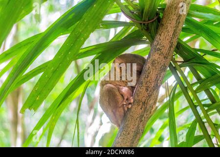 Ein philippinischer Tarsier im philippinischen Tarsier Sanctuary in Bohol Stockfoto