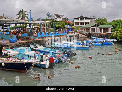 Fischmarkt, Puerto Ayora, Santa Cruz Insel, Galapagos Inseln, Ecuador Stockfoto