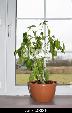 Keimling von Pfeffer. Junge grüne Pflanzen Paprika mit Blättern wächst in Boxex auf Fensterbank innen. Stockfoto