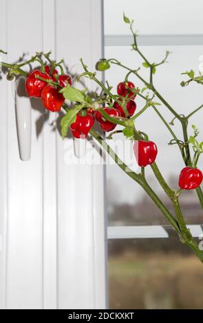 Paprika wächst auf der Fensterbank im Haus. Stockfoto