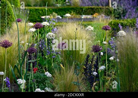 allium atropurpureum,Allium multibulbosum Nigrum,weiße und violette Alliumblüten,Allium,Zierzwiebel,Stipa tenuissima,Mexikanisch Federgras, Flowe Stockfoto