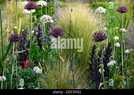 allium atropurpureum,Allium multibulbosum Nigrum,weiße und violette Alliumblüten,Allium,Zierzwiebel,Stipa tenuissima,Mexikanisch Federgras, Flowe Stockfoto