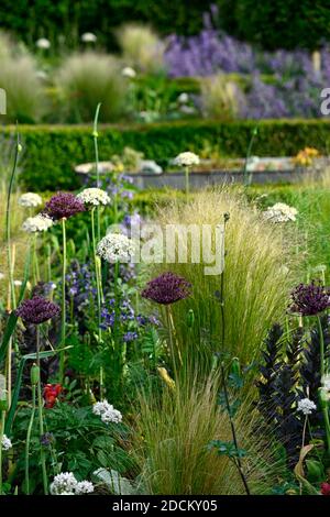 allium atropurpureum,Allium multibulbosum Nigrum,weiße und violette Alliumblüten,Allium,Zierzwiebel,Stipa tenuissima,Mexikanisch Federgras, Flowe Stockfoto