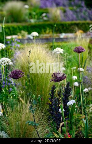 allium atropurpureum,Allium multibulbosum Nigrum,weiße und violette Alliumblüten,Allium,Zierzwiebel,Stipa tenuissima,Mexikanisch Federgras, Flowe Stockfoto