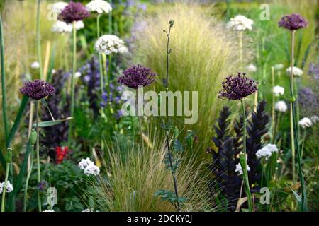 allium atropurpureum,Allium multibulbosum Nigrum,weiße und violette Alliumblüten,Allium,Zierzwiebel,Stipa tenuissima,Mexikanisch Federgras, Flowe Stockfoto