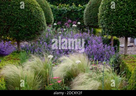 Allium multibulbosum Nigrum, weiße und lila Allium Blumen, Allium, Zierzwiebel, Stipa tenuissima, mexikanische Feder Gras, Blume, Blüte, Blumen, g Stockfoto