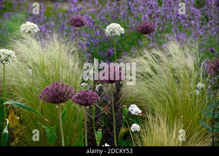 allium atropurpureum,Allium multibulbosum Nigrum,weiße und violette Alliumblüten,Allium,Zierzwiebel,Stipa tenuissima,Mexikanisch Federgras, Flowe Stockfoto