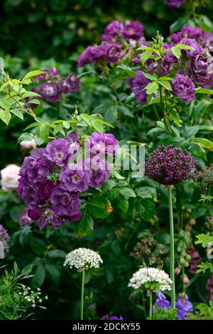 allium atropurpureum, rosa Rhapsodie in blau, frantasia, Rose, lila, Blume, Blumen, Blüte, blühend, Strauch, Sträucher, blühend, RM Floral Stockfoto