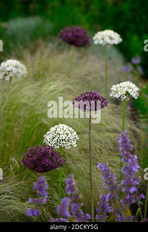 allium atropurpureum,Allium multibulbosum Nigrum,weiße und violette Alliumblüten,Allium,Zierzwiebel,Stipa tenuissima,Mexikanisch Federgras, Flowe Stockfoto