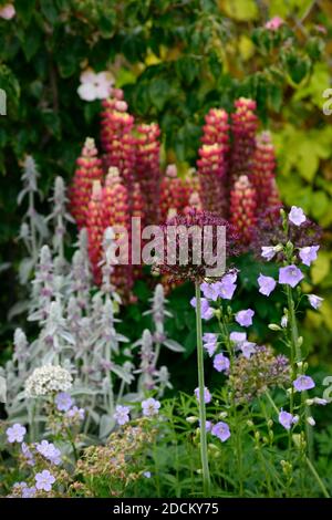 allium lila Sensation, stachys, Lupinus Galerie Rot, Galerie-Serie Lupine, Lupine Galerie rot, Lupinen, rote Blumen, Blume, Blüte, rot Blütenspitzen, Kirchturm Stockfoto