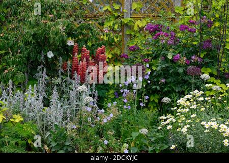 cornus kousa, Hundehüttler, stachys, Lupinus Gallery Red, Lupinus Gallery Red, Lupines Gallery Red, Lupines, Red White Pink Purple Flowers, rosa rhapsodie in blau, frantasia, Rose, lila, fl Stockfoto