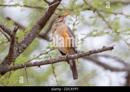 Kurrichane Thrush (Turdus libonyana), Erwachsener auf einem Zweig, Mpumalanga, Südafrika Stockfoto