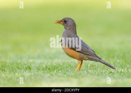 Olive Thrush (Turdus olivaceus), Seitenansicht eines Erwachsenen, der auf dem Boden steht, Westkap, Südafrika Stockfoto