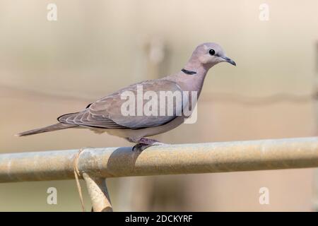 Ringhals-Taube (Streptopelia capicola), Erwachsene auf einem Zaun, Western Cape, Südafrika Stockfoto