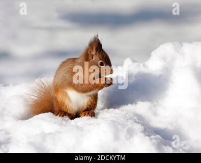 Rotes Eichhörnchen Sciurus vulgaris, im Schnee, Aberdeenshire, Schottland Stockfoto